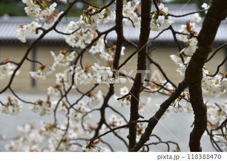 山桜の花が咲く春 京都御苑 山桜の花が咲く春 京都御苑 118388470