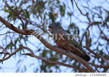 オーストリアのビクトリアで見つけた綺麗なアカサカオウムの雌 118388489