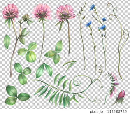 Wildflower set. Pink Clover, blue chicory flowers, meadow Mouse pea, grass, green creeper. Watercolor leaves and buds Botanical hand drawn illustration. Realistic Field herbs Isolated from background  118388786