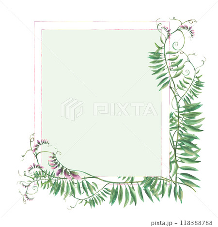 Meadow weed grass Mouse pea. Wildflowers twig card template. Climbing plant with pink flowers, buds and green curly leaves. Watercolour floral illustration. Wild herbs isolated on coloured background  118388788