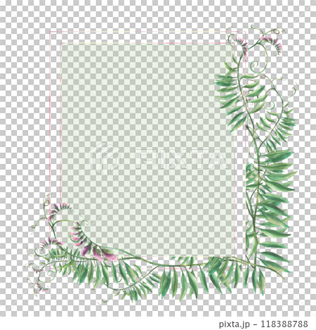 Meadow weed grass Mouse pea. Wildflowers twig card template. Climbing plant with pink flowers, buds and green curly leaves. Watercolour floral illustration. Wild herbs isolated on coloured background  118388788