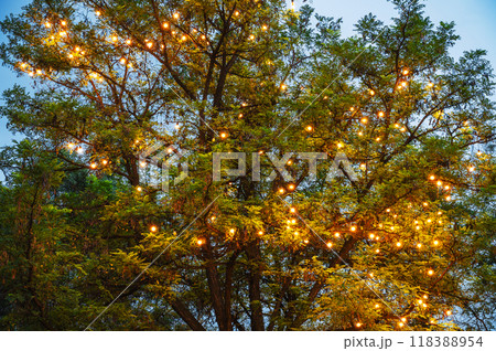 A lamp garland on the branches of a tree. 118388954