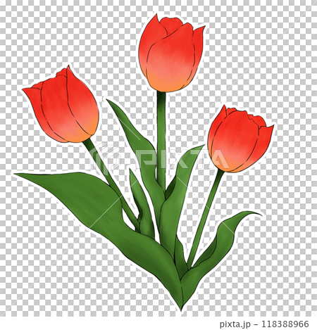 鬱金香插圖素材 118388966