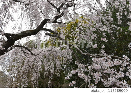 満開になった京都御苑のシダレザクラ　出水の桜 118389009