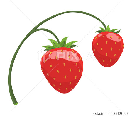 Fresh and Delicious Strawberry for Your Culinary Creations Fresh and Delicious Strawberry for Your Culinary Creations 118389198