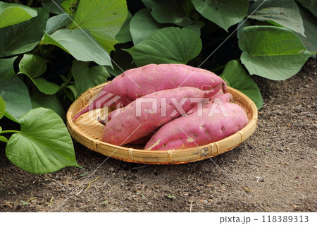 サツマイモ畑　さつまいも 118389313