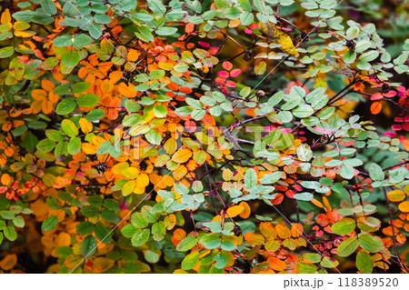 Colorful autumn leaves of a Dog rose bush. Natural background 118389520