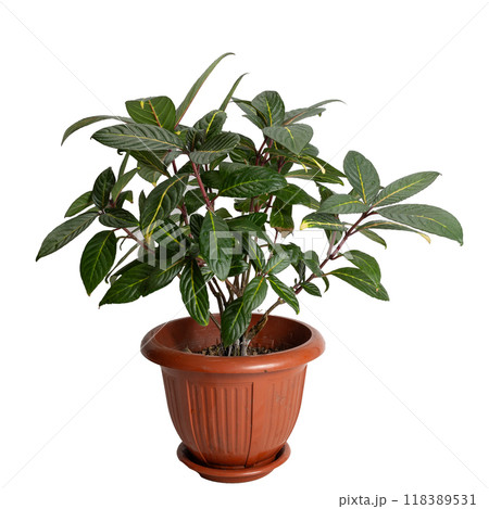 A Vibrant Indoor Plant Situated in a Beautiful Decorative Pot for Home or Office Decoration A Vibrant Indoor Plant Situated in a Beautiful Decorative Pot for Home or Office Decoration 118389531