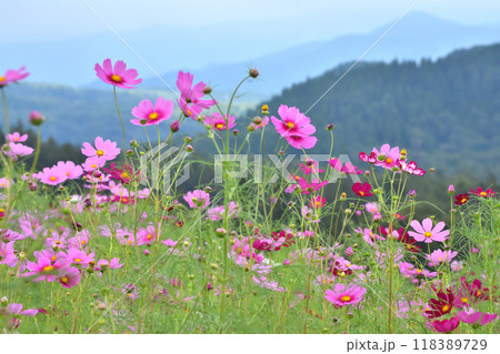 高原に咲くコスモス 高原に咲くコスモス 118389729