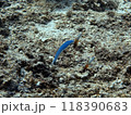 オグロクロユリとハタタテハゼ 118390683