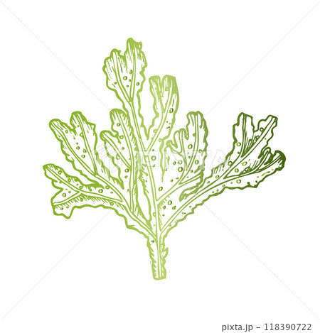 Vector green coral. Hand painted line reef sketch. Graphic tropical clip art isolated on background. Underwater illustration. For designers, invitations, decoration, postcards, wrapping paper 118390722