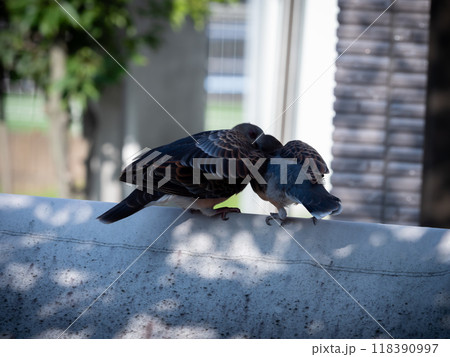 鳩のいる風景 118390997