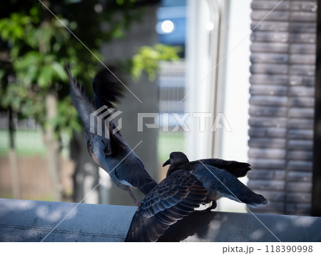 翼を広げる鳩 118390998