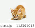 The ginger kitten cat on white background. 118391018