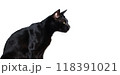 Close up The Black cat  isolated on white background.Close up The Black cat  isolated on white background. 118391021
