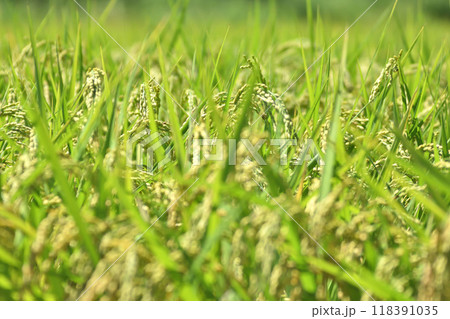 収穫間近の稲穂 118391035