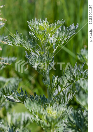 Silver green Wormwood leaves background. Artemisia absinthium, absinthe wormwood plant in herbal kitchen garden, close up, macro Silver green Wormwood leaves background. Artemisia absinthium, absinthe wormwood plant in herbal kitchen garden, close up, macro 118391184