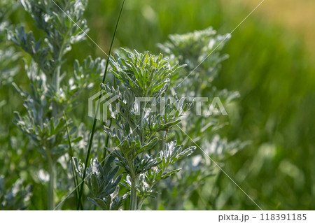 Silver green Wormwood leaves background. Artemisia absinthium, absinthe wormwood plant in herbal kitchen garden, close up, macro 118391185