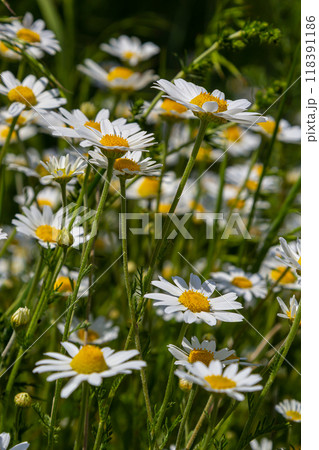 Wild daisy flowers growing on meadow, white chamomiles. Oxeye daisy, Leucanthemum vulgare, Daisies, Dox-eye, Common daisy, Dog daisy, Gardening concept 118391186