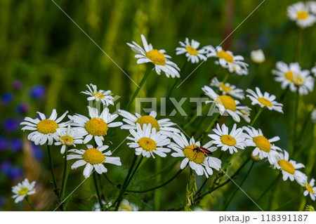 Tripleurospermum maritimum Matricaria maritima is a species of flowering plant in the aster family commonly known as false mayweed or sea mayweed 118391187