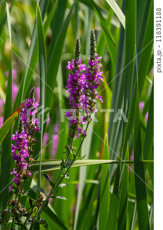 Purple loosestrife Lythrum salicaria inflorescence. Flower spike of plant in the family Lythraceae, associated with wet habitats 118391188