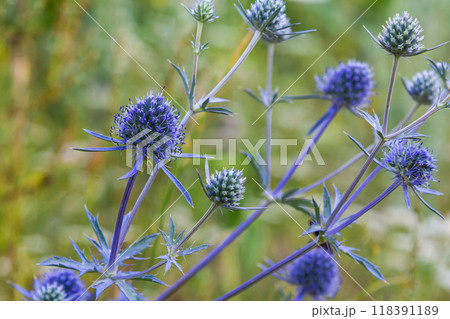 Eryngium Planum Or Blue Sea Holly - Flower Growing On Meadow. Wild Herb Plants 118391189