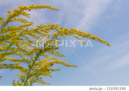 The wild flowers of Solidago altissima in autumn 118391190