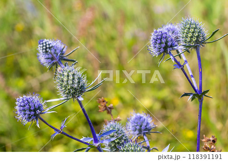 Eryngium Planum Or Blue Sea Holly - Flower Growing On Meadow. Wild Herb Plants 118391191