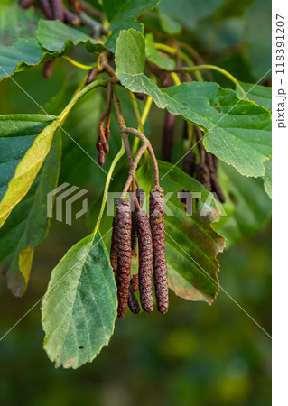 Speckled alders spread their seed through cone-like structures 118391207