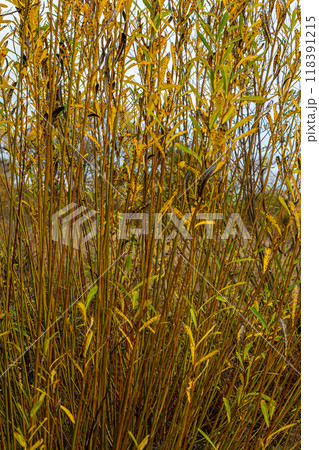 Salix purpurea purple willow or osier is a species of Salix native to most of Europe. Purple willow catkin, Salix purpurea 118391215