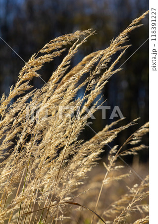 Inflorescence of wood small-reed Calamagrostis epigejos on a meadow 118391227