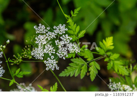 White Chaerophyllum aureum plant with smooth bokeh White Chaerophyllum aureum plant with smooth bokeh 118391237
