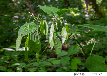 Lunaria plant with Unripe green seedpod and green leaves in garden. Lunaria annua, called honesty or annual honesty 118391240