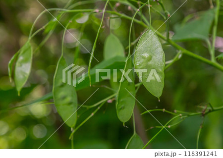 Green Lunaria plant in garden. Lunaria annua, called honesty or annual honesty Green Lunaria plant in garden. Lunaria annua, called honesty or annual honesty 118391241