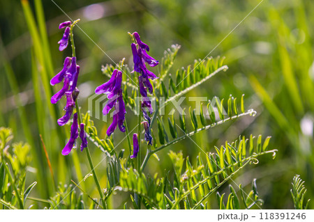 Vetch, vicia cracca valuable honey plant, fodder, and medicinal plant. Fragile purple flowers background. Woolly or Fodder Vetch blossom in spring garden Vetch, vicia cracca valuable honey plant, fodder, and medicinal plant. Fragile purple flowers background. Woolly or Fodder Vetch blossom in spring garden 118391246