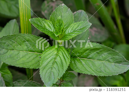 Moroccan mint leaf Latin name Mentha spicata, Moroccan 118391251