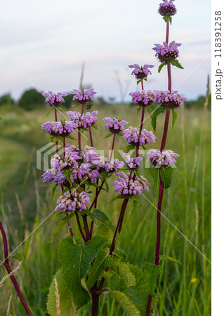 Phlomis Phlomoides tuberosa wildflowers on clear green background. Dark red stems with architectural whorls of lilac-pink flowers and wrinkled hairy leaves Phlomis Phlomoides tuberosa wildflowers on clear green background. Dark red stems with architectural whorls of lilac-pink flowers and wrinkled hairy leaves 118391258