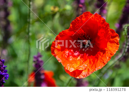 Papaver rhoeas or common poppy, red poppy is an annual herbaceous flowering plant in the poppy family, Papaveraceae, with red petals Papaver rhoeas or common poppy, red poppy is an annual herbaceous flowering plant in the poppy family, Papaveraceae, with red petals 118391278