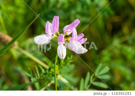 the flowers of Securigera varia - crownvetch, purple crown vetch 118391281
