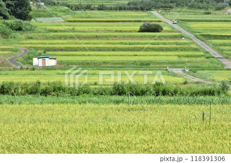 田んぼと農道のある風景 田んぼと農道のある風景 118391306