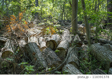 楢枯れで伐採されて山積みとなったコナラの幹 118391378