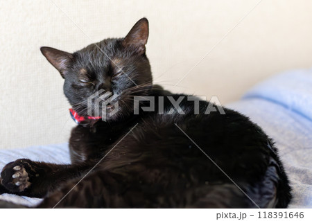 黒猫の日常 黒猫の日常 118391646