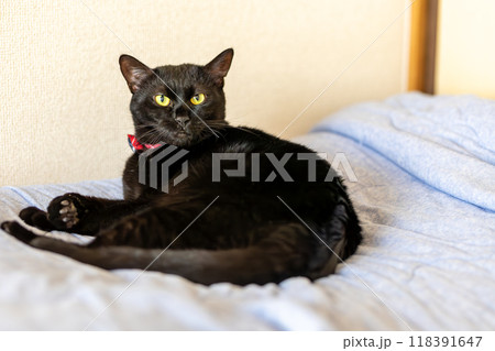 黒猫の日常 118391647
