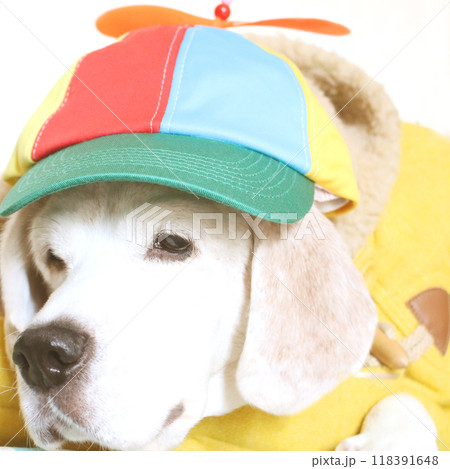 帽子をかぶって愉快なビーグル犬 帽子をかぶって愉快なビーグル犬 118391648
