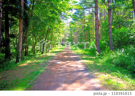 東北・鵜ノ巣断崖・三陸観光の穴場、断崖絶壁が一望できる絶景スポットへ向かう園路・岩手県田野畑村(1) 118391813