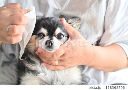 ウェットティッシュで愛犬の顔のお手入れをする女性 チワワ ウェットティッシュで愛犬の顔のお手入れをする女性 チワワ 118392206