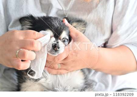 ウェットティッシュで愛犬の顔のお手入れをする女性 チワワ ウェットティッシュで愛犬の顔のお手入れをする女性 チワワ 118392209