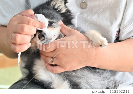 ウェットティッシュで愛犬の顔のお手入れをする女性 チワワ ウェットティッシュで愛犬の顔のお手入れをする女性 チワワ 118392211