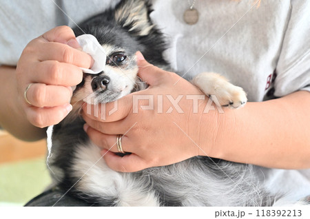 ウェットティッシュで愛犬の顔のお手入れをする女性　チワワ 118392213