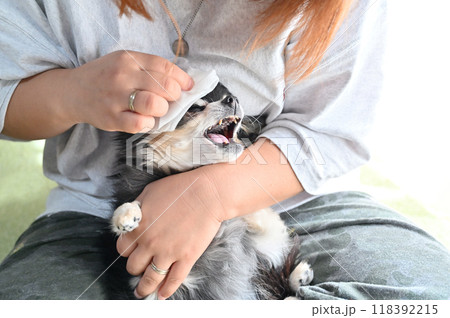 ウェットティッシュで愛犬の顔のお手入れをする女性 チワワ ウェットティッシュで愛犬の顔のお手入れをする女性 チワワ 118392215